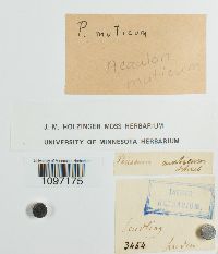 Acaulon muticum image