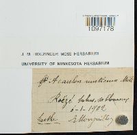 Acaulon muticum image