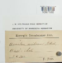 Acaulon muticum image