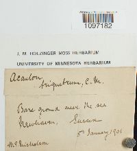 Acaulon triquetrum image