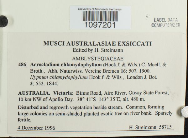 Acrocladium chlamydophyllum image