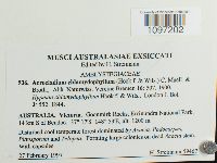 Acrocladium chlamydophyllum image