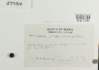 Thumbnail image of current specimen