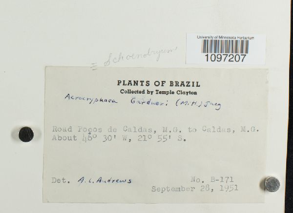 Acrocryphaea gardneri image