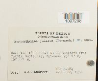 Thumbnail image of current specimen