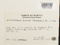 Thumbnail image of current specimen