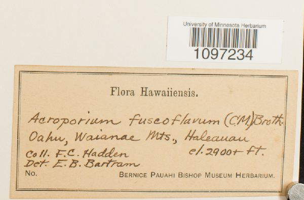 Acroporium fuscoflavum image