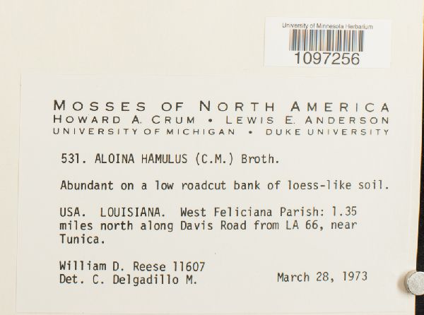 Aloina hamulus image