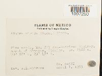 Aloina rigida image