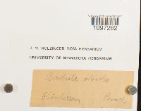 Aloina aloides image
