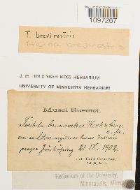 Aloina brevirostris image