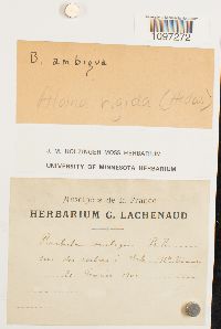Aloina rigida image