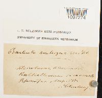 Aloina rigida image