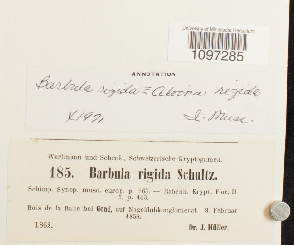 Aloina rigida image