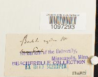 Aloina rigida image
