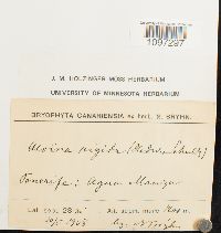 Aloina rigida image
