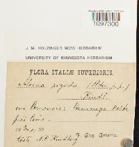 Aloina rigida image