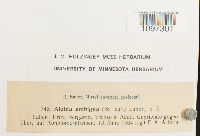 Aloina ambigua image