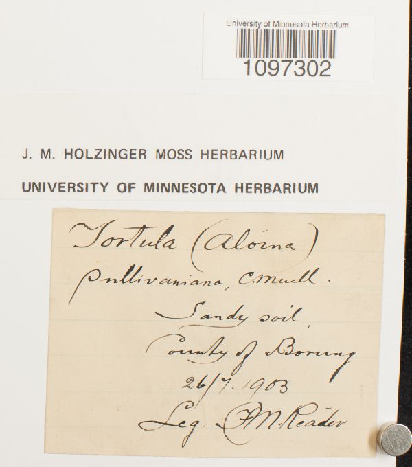 Aloina sullivaniana image