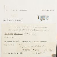 Amblyodon dealbatus image