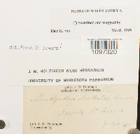 Amblyodon dealbatus image