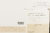 Amblyodon dealbatus image