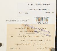 Amblyodon dealbatus image