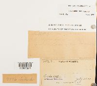 Amblyodon dealbatus image