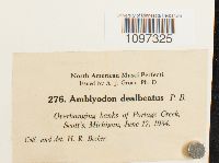 Amblyodon dealbatus image