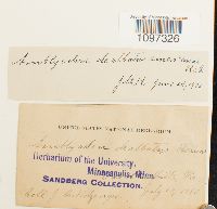 Amblyodon dealbatus image