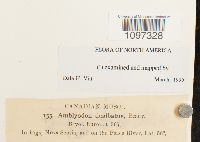 Amblyodon dealbatus image