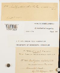 Amblyodon dealbatus image