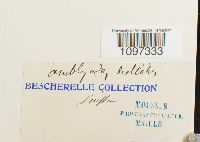 Amblyodon dealbatus image