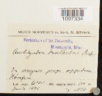 Amblyodon dealbatus image