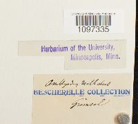 Amblyodon dealbatus image