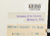 Amblyodon dealbatus image