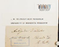 Amblyodon dealbatus image