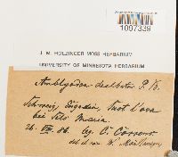 Amblyodon dealbatus image