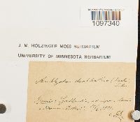 Amblyodon dealbatus image