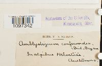 Platydictya confervoides image