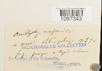 Platydictya confervoides image