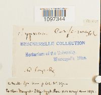 Platydictya confervoides image