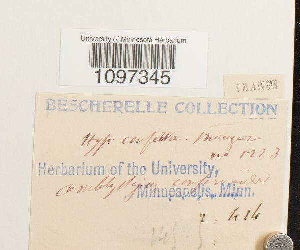 Platydictya confervoides image