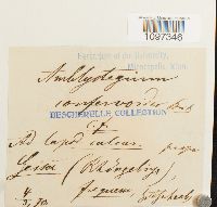 Platydictya confervoides image