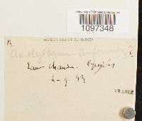 Platydictya confervoides image