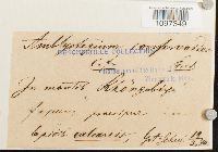 Platydictya confervoides image