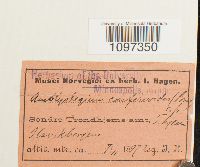 Platydictya confervoides image