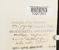 Platydictya confervoides image