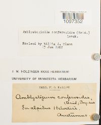 Platydictya confervoides image