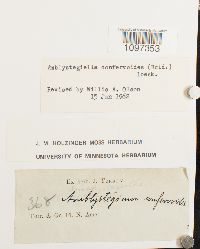 Platydictya confervoides image